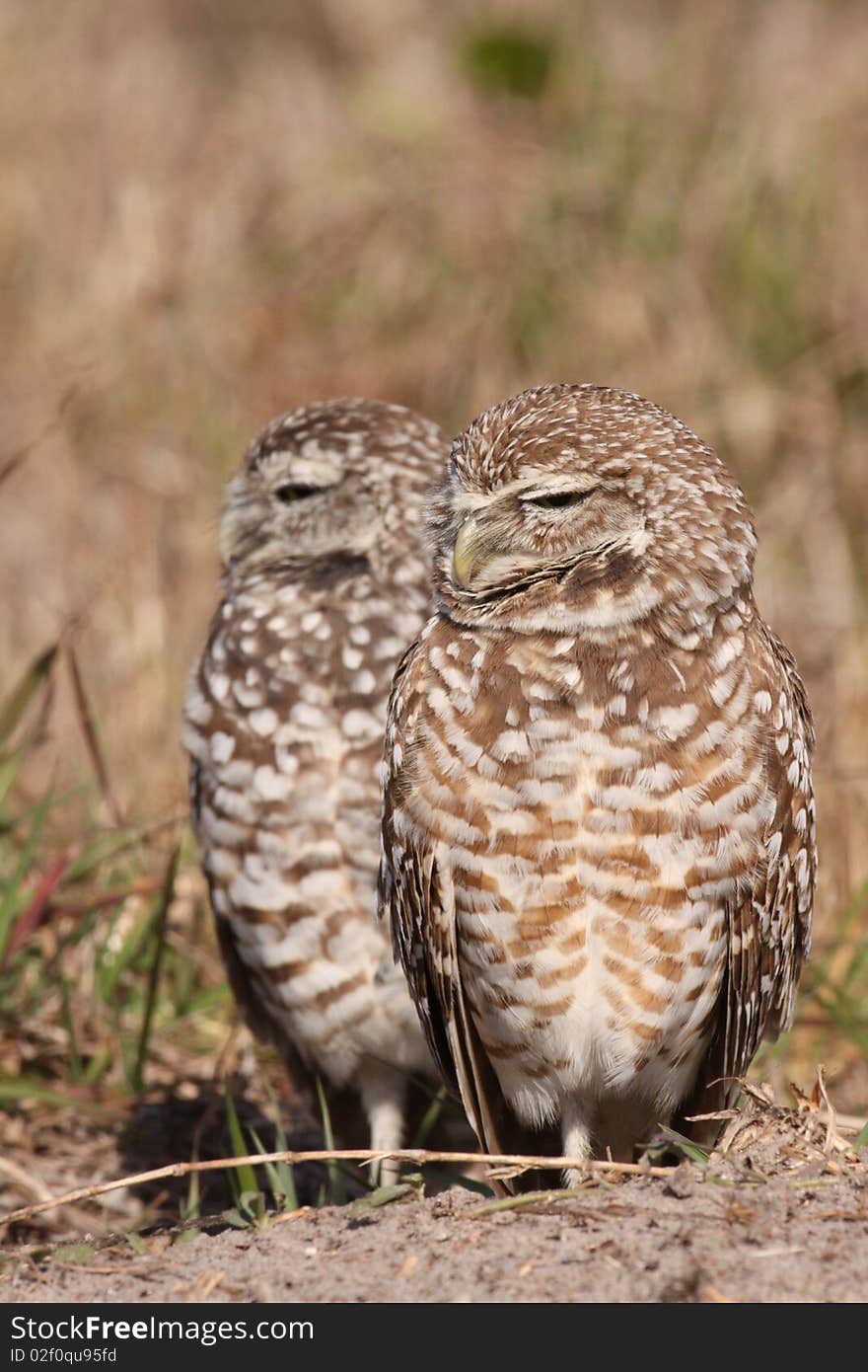 Burrowing Owl Pair