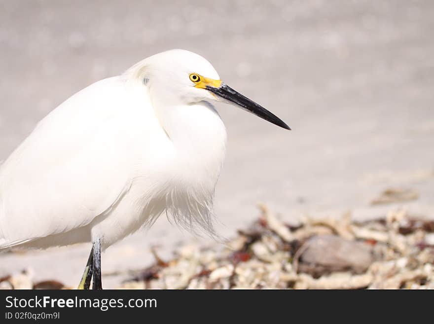 A beautiful Snowy Egret at the Sanibel Fishing Pier.