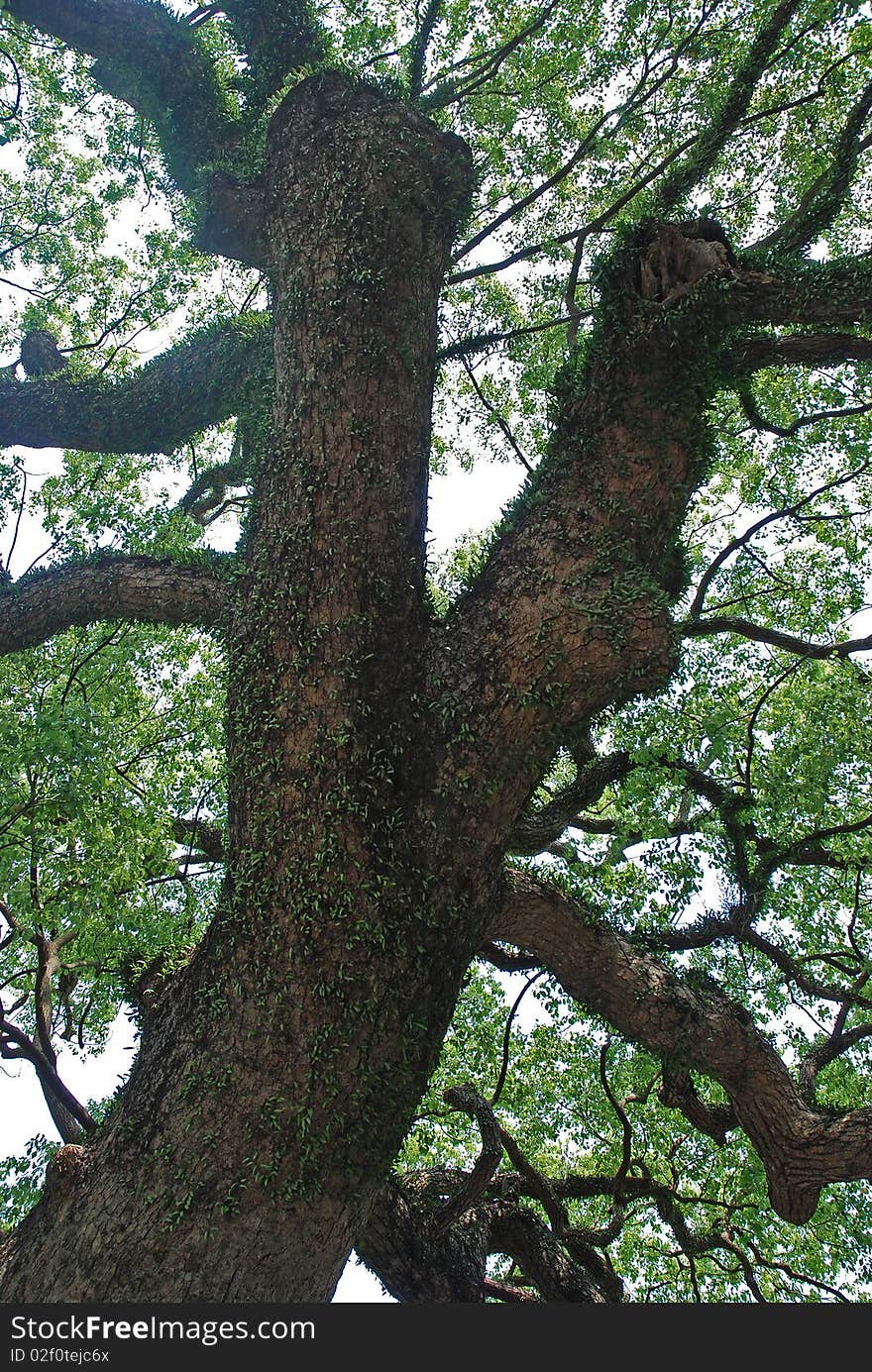 Mossy tree