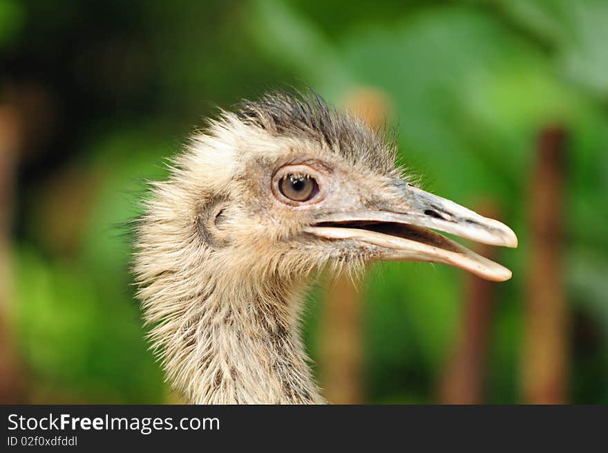 A close up picture of a baby ostrich