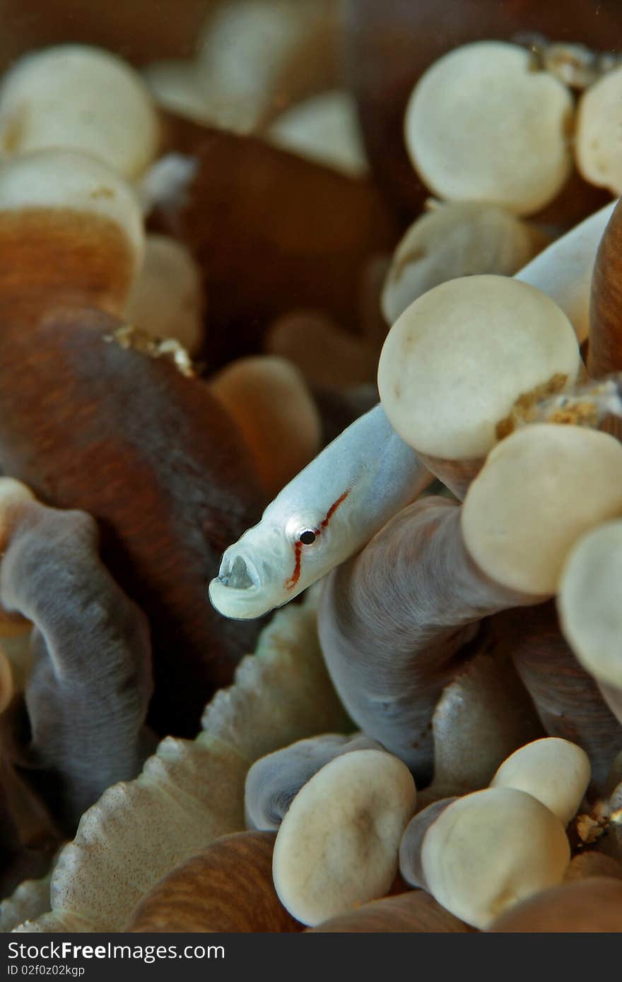 Mushroom coral pipefish