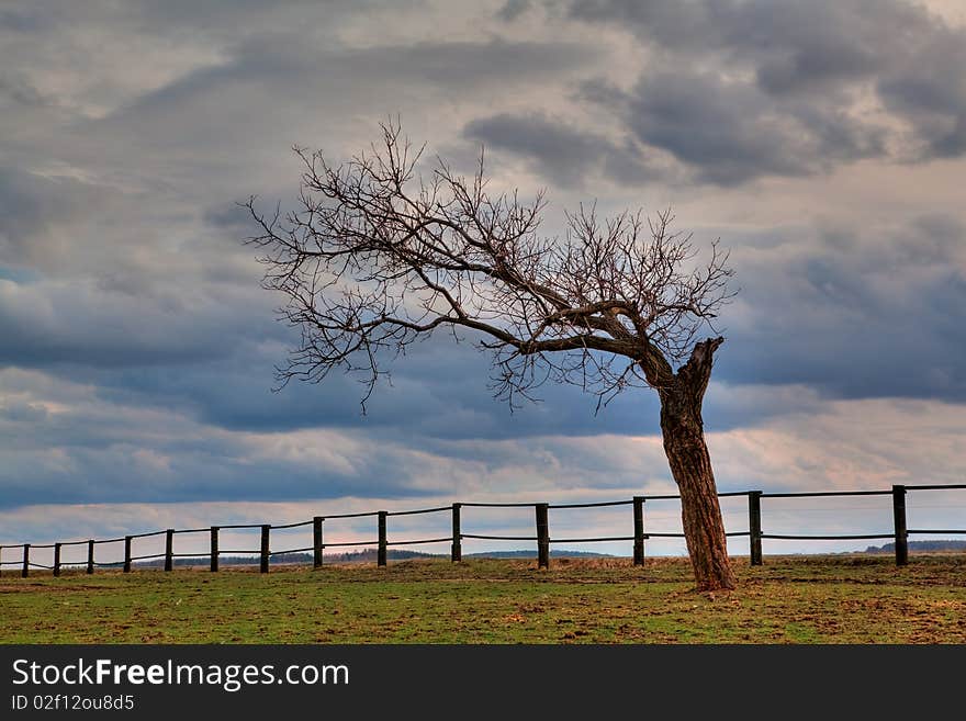 Lonely tree at sunset on the field