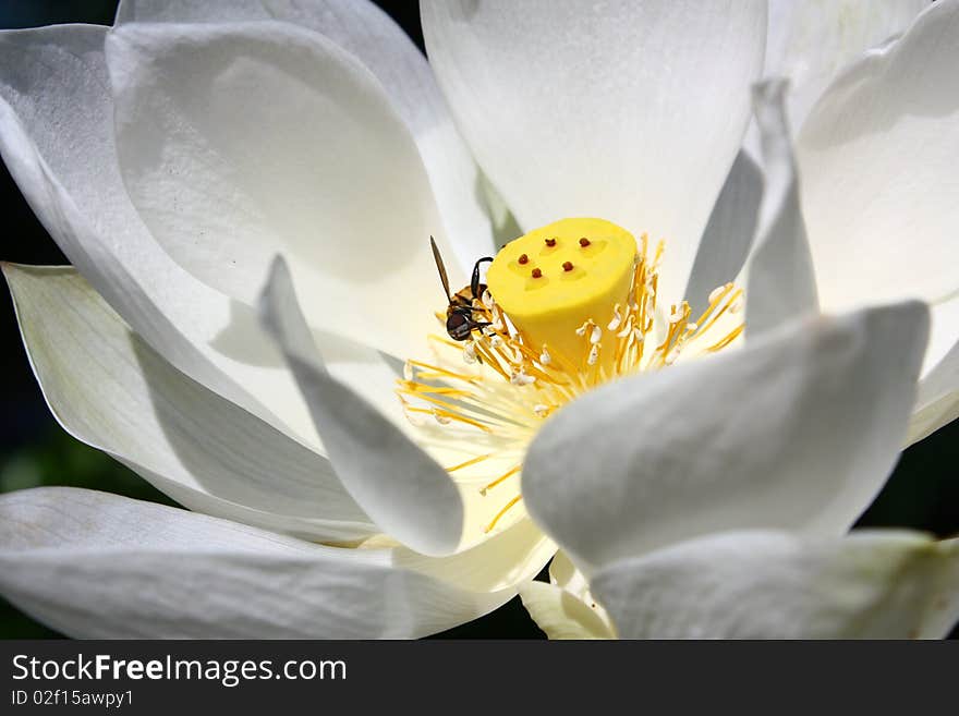 The white bloom lotus with a small bee.