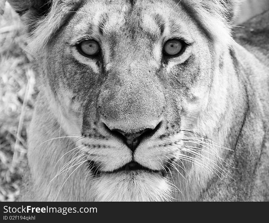 A close up portrait of a lion. A close up portrait of a lion....