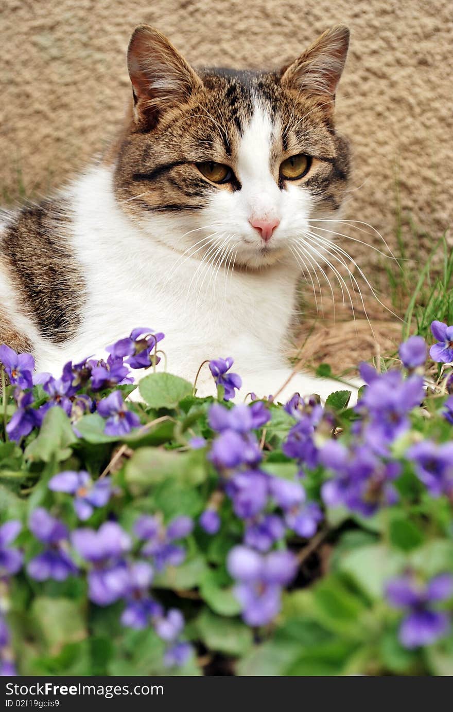 A cat falling asleep amongst violet flowers. A cat falling asleep amongst violet flowers