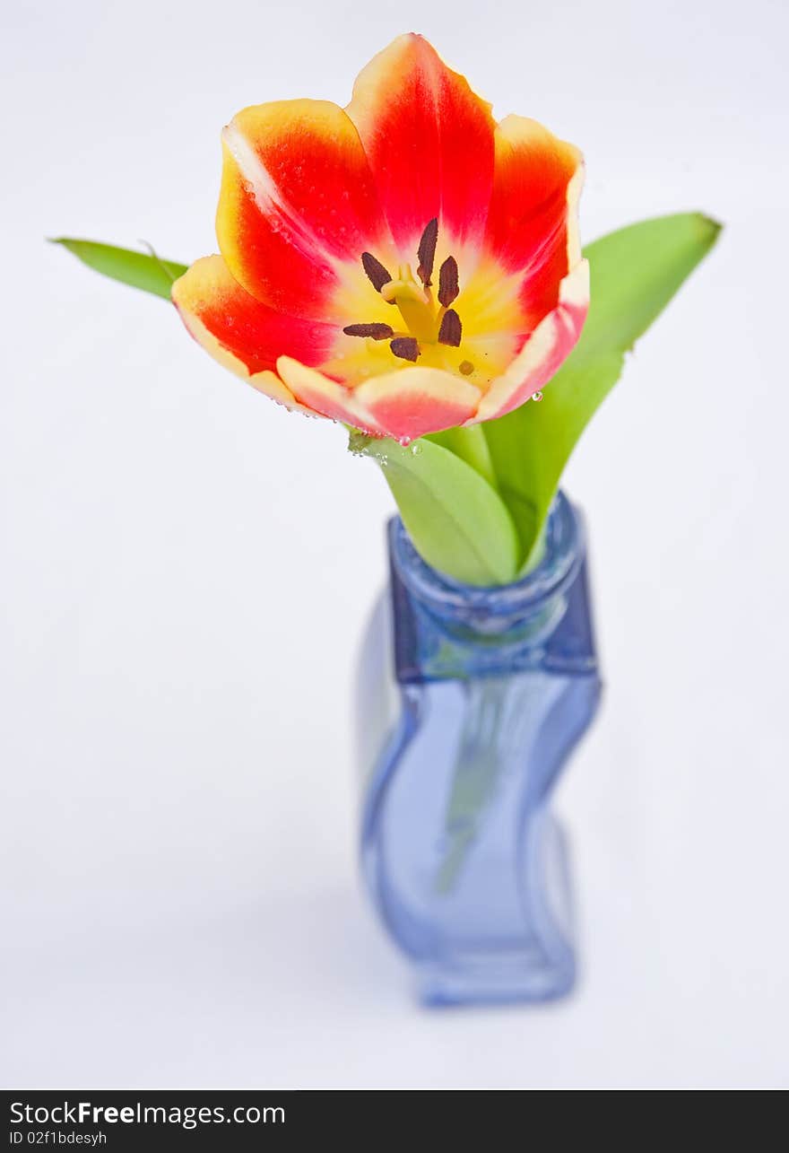 A close up image of a single red and yellow spring tulip in a blue vase viewed from above against a bright plain background. A close up image of a single red and yellow spring tulip in a blue vase viewed from above against a bright plain background..