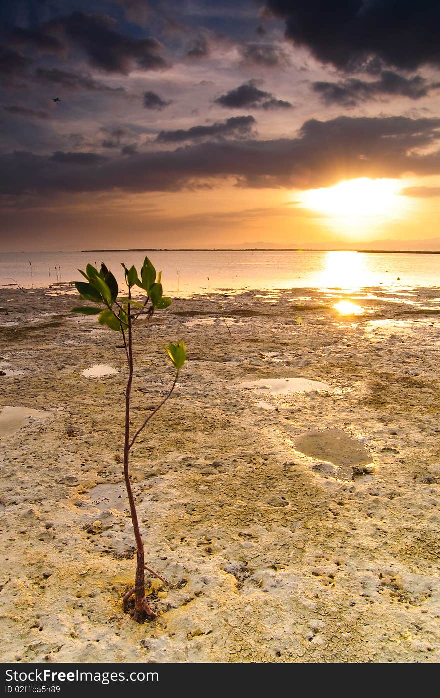 Mangrove tree with Sunset background