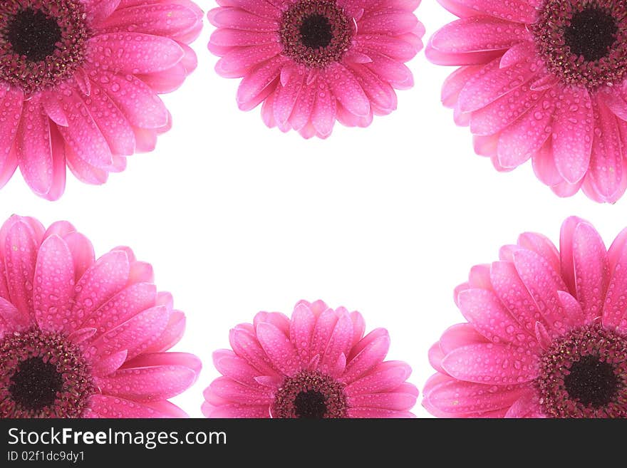 Pink Gerbera flowers isolated on white