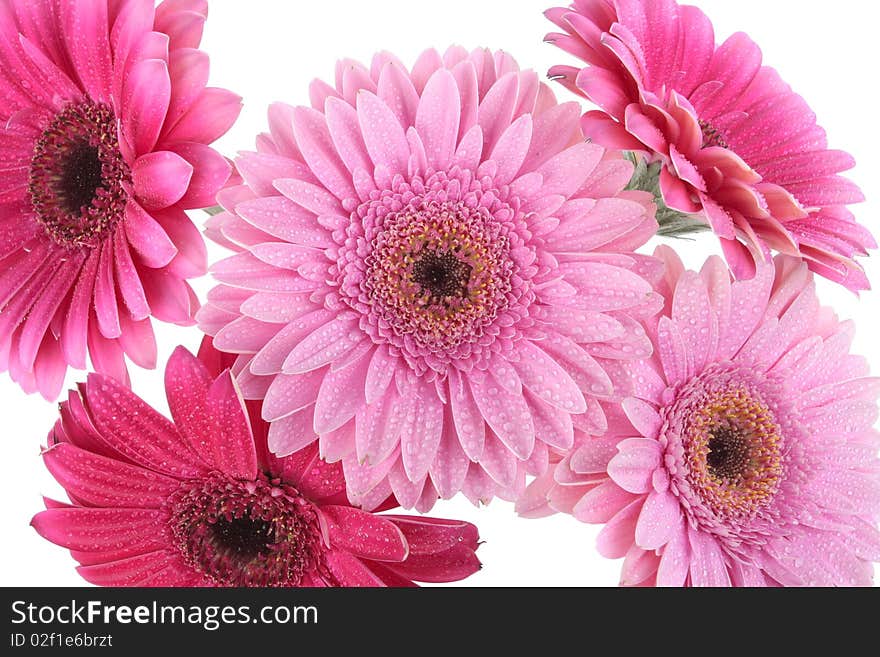 Pink Gerbera flower isolated on white background. Pink Gerbera flower isolated on white background