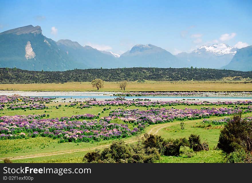 Russell Lupin Flowers on a riverbed with snow peak mountains in the background, New Zealand. Russell Lupin Flowers on a riverbed with snow peak mountains in the background, New Zealand