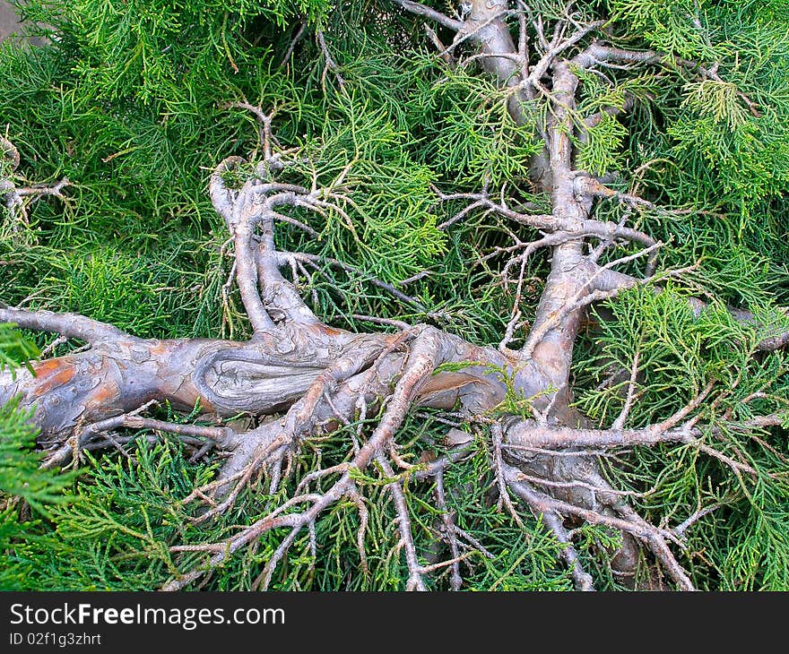 Cupressus. Sprawling old branch established coniferous texture