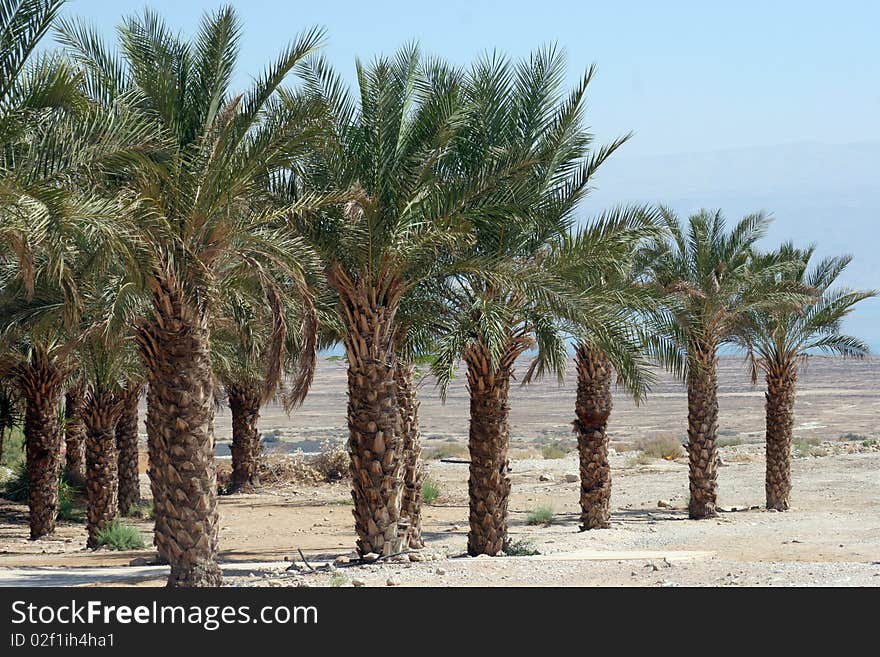 Palm trees in Judea desert