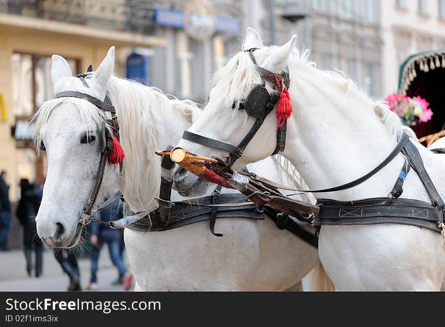 White horses