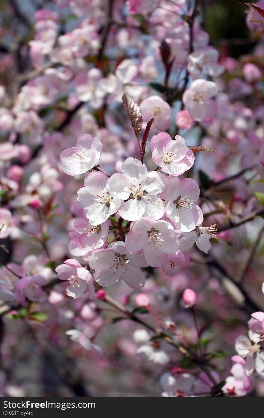 Cherry blossoms in full bloom.