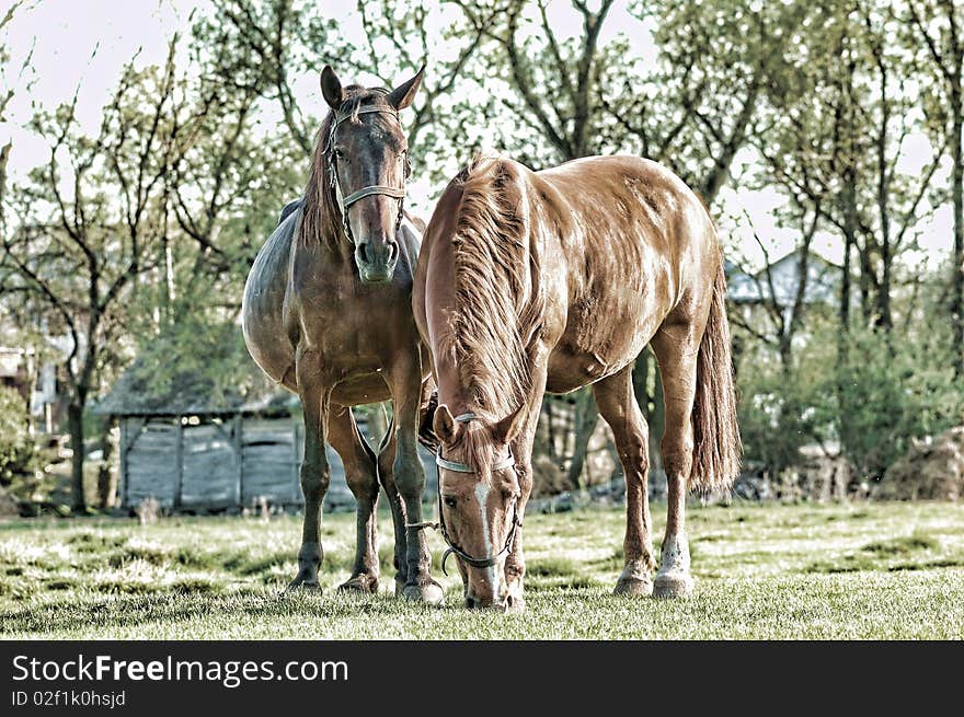 Horses