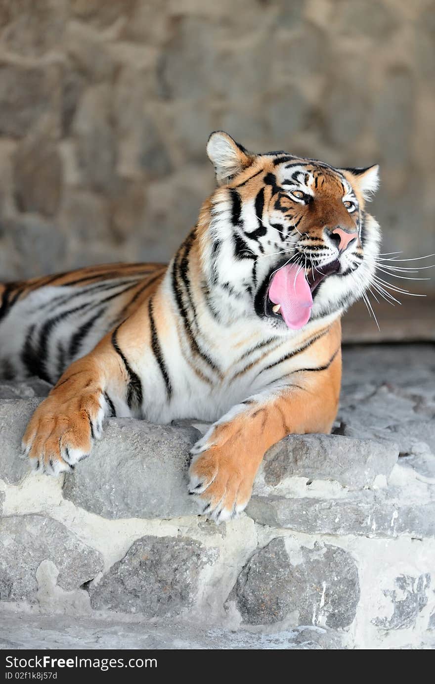 Tiger with bared fangs on the stone background