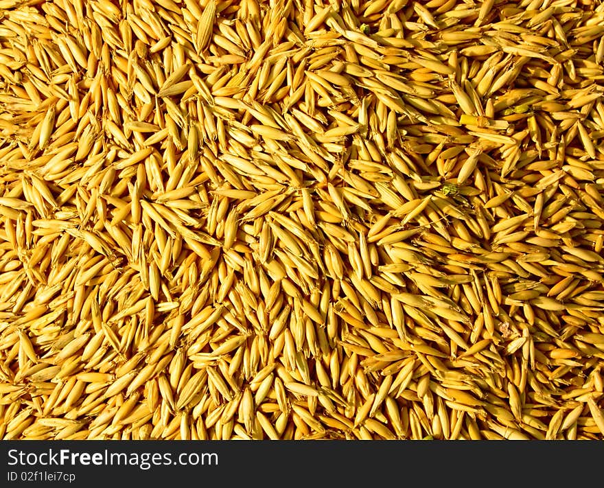 Oat grains sunlight background texture. Oat grains sunlight background texture