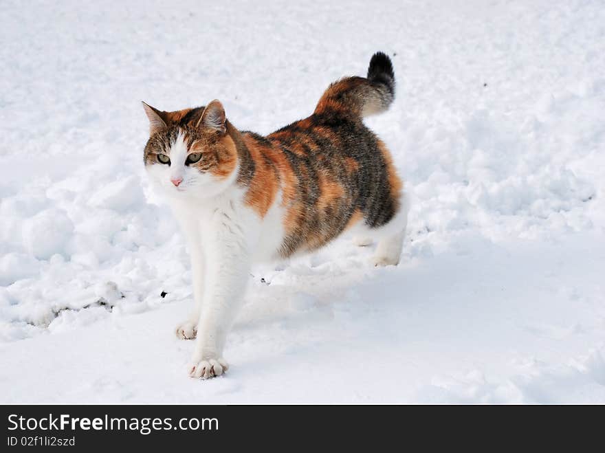 Cat hunting on a shinny winter day