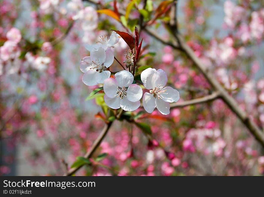 Peach blossoms in full bloom.