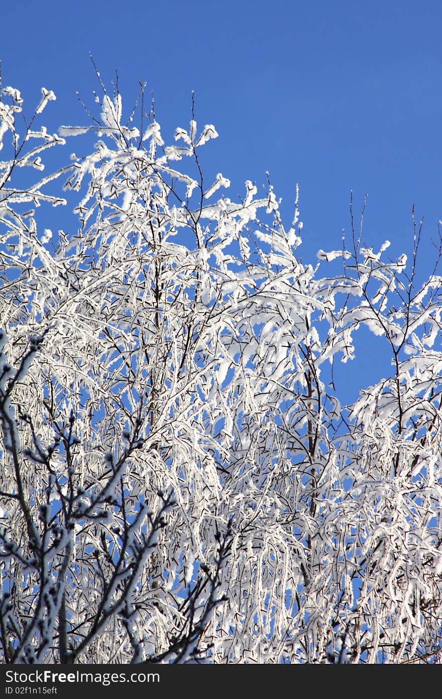 Winter branches of a tree in hoarfrost against blue sky. Winter branches of a tree in hoarfrost against blue sky