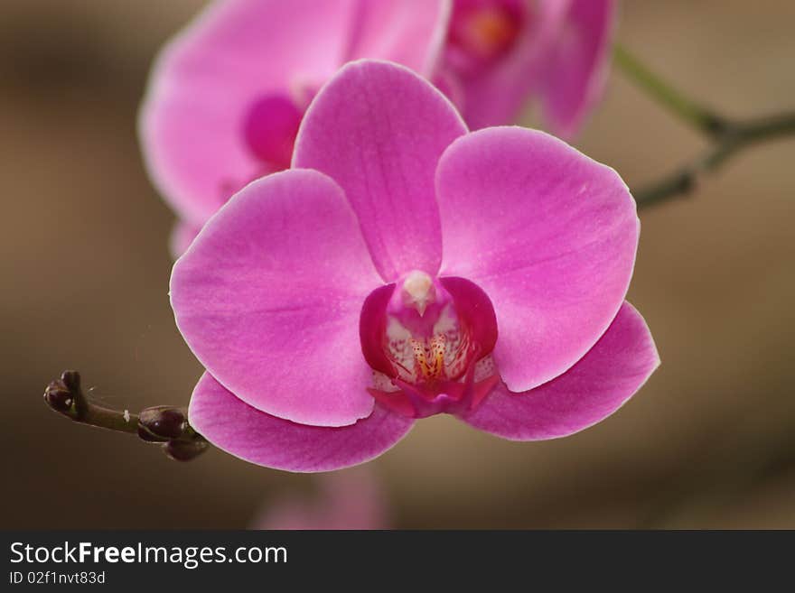 Pink orchid with white edges