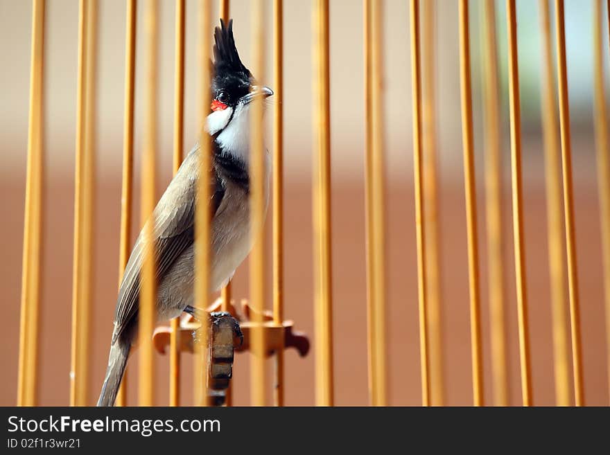 The Red-whiskered Bulbul (Pycnonotus jocosus) is a passerine bird found in Asia. It is a member of the bulbul family. It is a resident frugivore found mainly in tropical Asia. It has been introduced in many tropical areas of the world where populations have established themselves. It feeds on fruits and small insects and they conspicuously perch on trees and their calls are a loud three or four note call. The distinctive crest and the red-vent and whiskers makes them easy to identify. They are very common in hill forests and urban gardens within its range. The Red-whiskered Bulbul (Pycnonotus jocosus) is a passerine bird found in Asia. It is a member of the bulbul family. It is a resident frugivore found mainly in tropical Asia. It has been introduced in many tropical areas of the world where populations have established themselves. It feeds on fruits and small insects and they conspicuously perch on trees and their calls are a loud three or four note call. The distinctive crest and the red-vent and whiskers makes them easy to identify. They are very common in hill forests and urban gardens within its range.