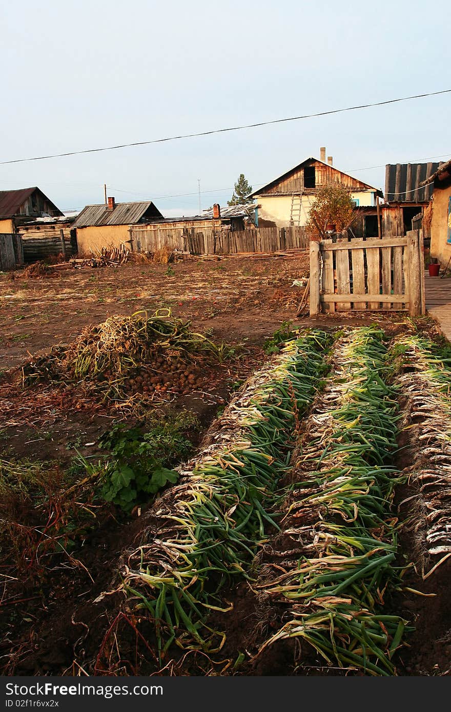 In a small village, frame house with its garden planting vegetables.