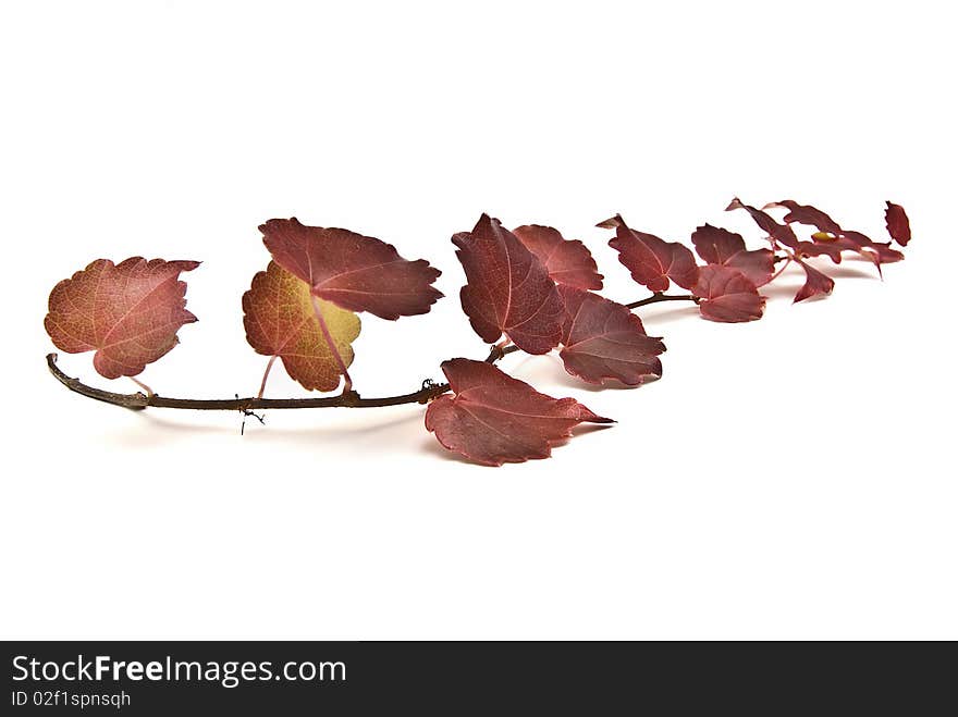 Leafy ivi branch isolated on a white background. Leafy ivi branch isolated on a white background.