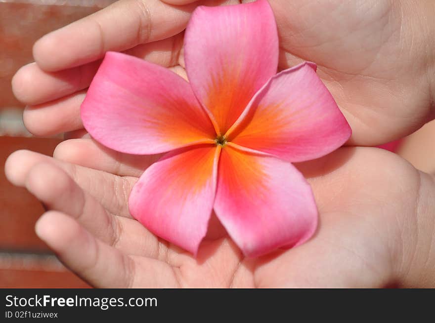 Beautiful girl hands holding flower. Beautiful girl hands holding flower