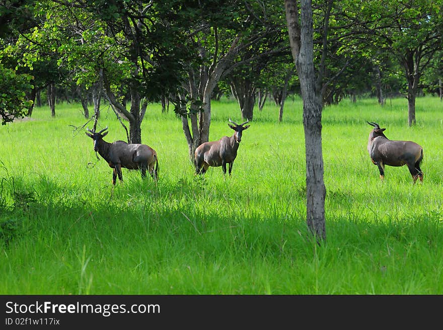 A group of Tsessebe antelope in the bush