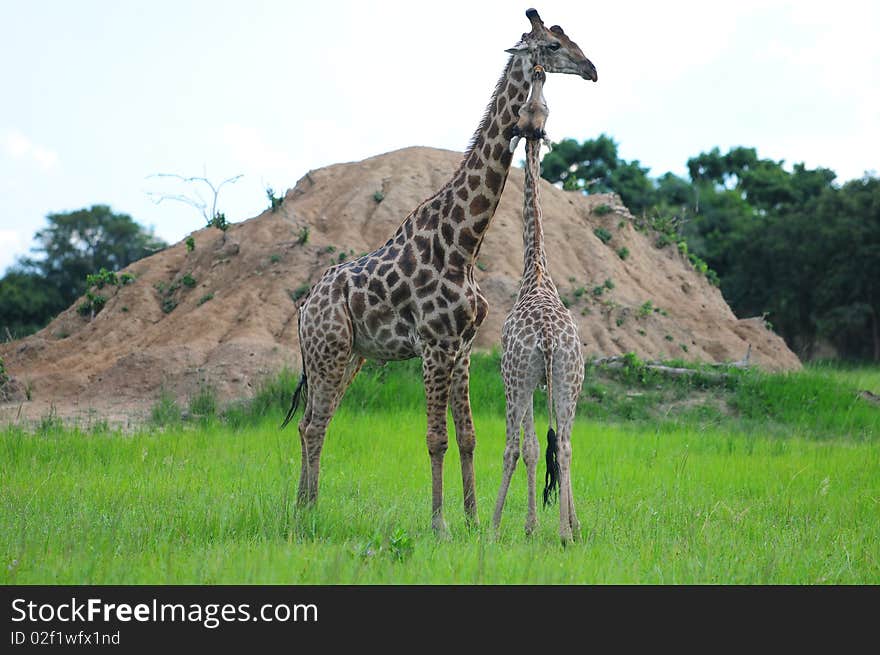 Male and female giraffe courtship. Male and female giraffe courtship