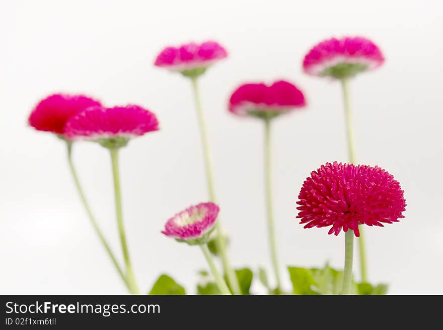 Daisies before white background