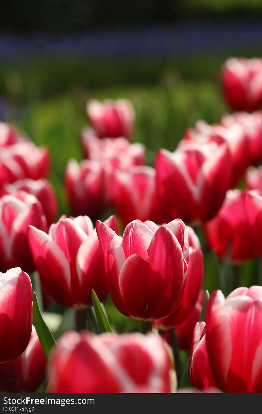 Red and white colored tulips