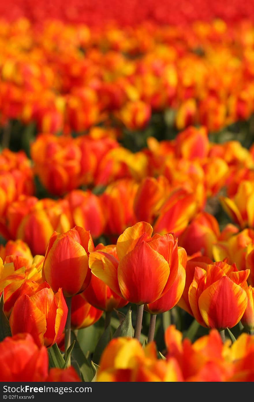 Flora: Field of orange colored tulips. Flora: Field of orange colored tulips