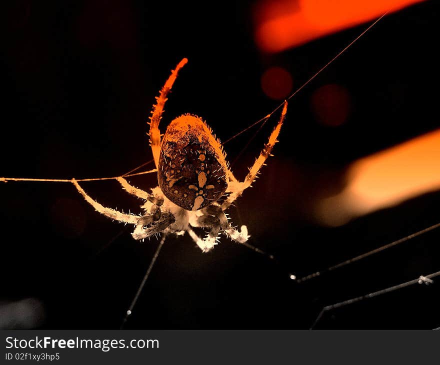 Photo illustration of blur danger spider on his web. Photo illustration of blur danger spider on his web