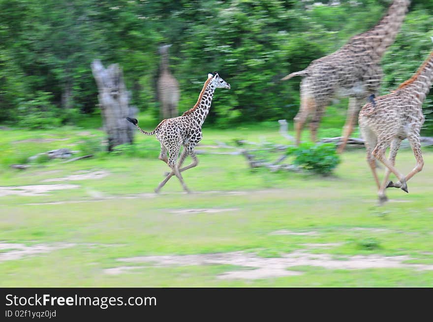 Giraffes running away during a hunt. Giraffes running away during a hunt