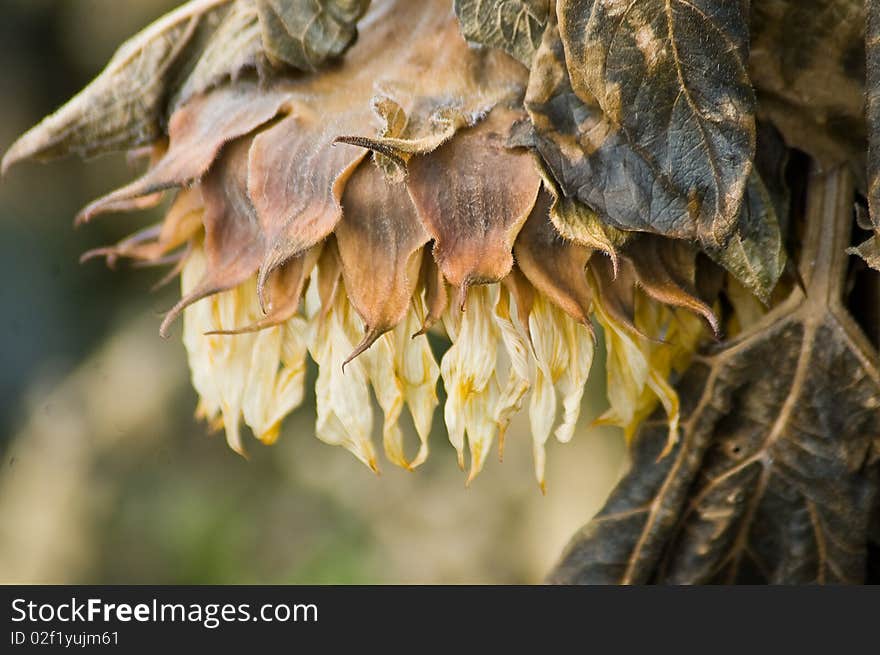 Close up of faded and drying sunflower face down in autumn. Close up of faded and drying sunflower face down in autumn.