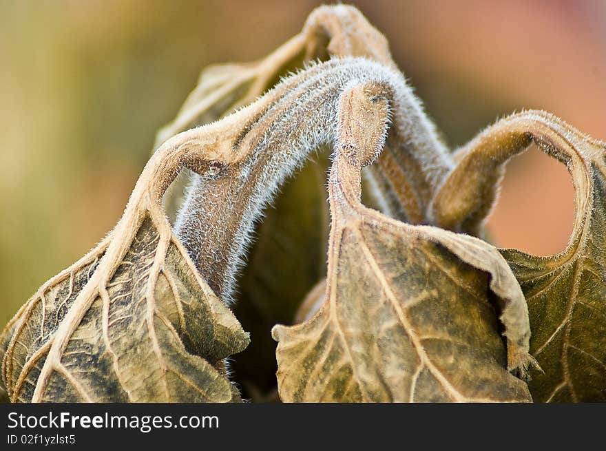 Close up of faded and drying sunflower stem face down in autumn. Close up of faded and drying sunflower stem face down in autumn.