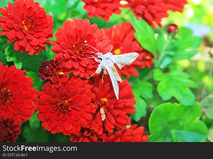 Butterfly on red daisies in garden. Butterfly on red daisies in garden.