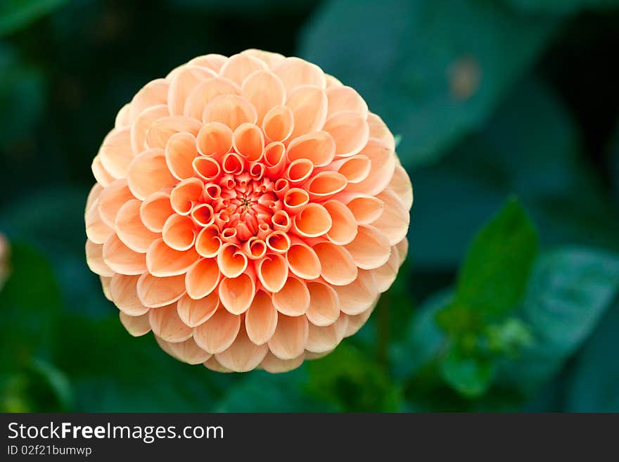 Macro view of orange flower dahlia