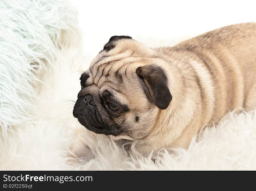 Sweet tired pug is watching. Sweet tired pug is watching