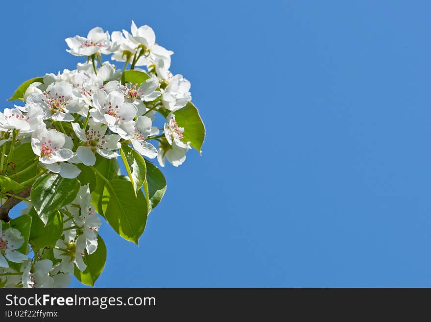 Branch with white flowers on blue sky