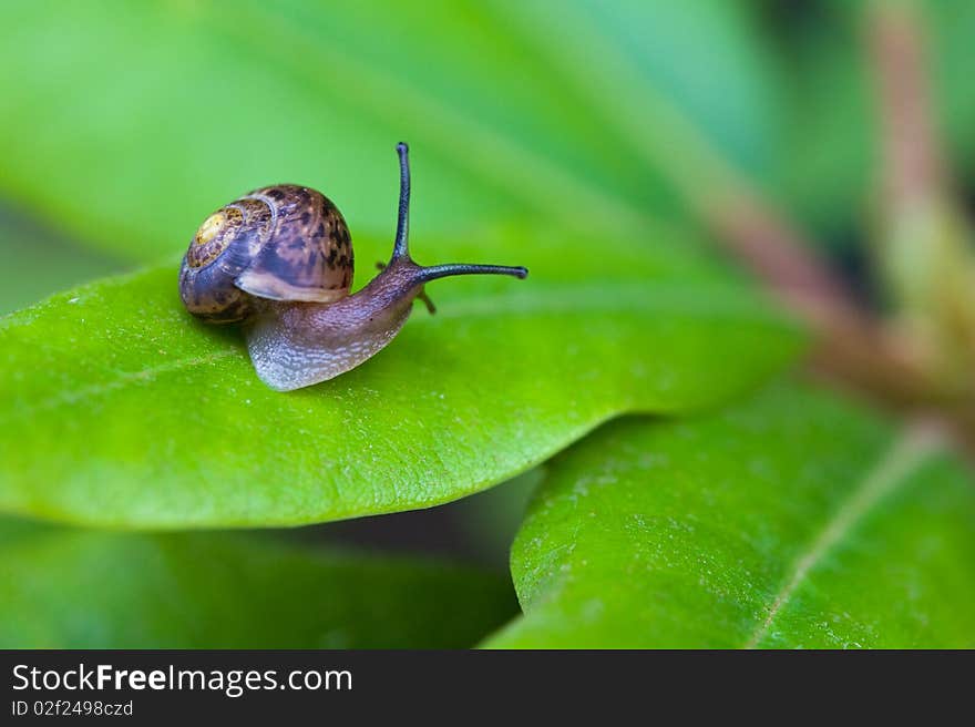 Small Brown Snail On Green Leaf