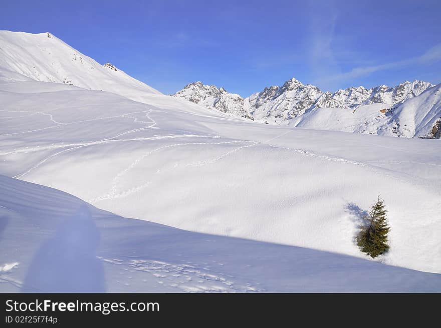 A small fir emerging in a snowfield in the italian Alps. A small fir emerging in a snowfield in the italian Alps