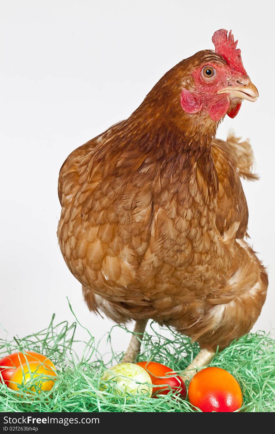 Pictured in Studio with white Background. Colorful Egg with lonely Hen. Pictured in Studio with white Background. Colorful Egg with lonely Hen.