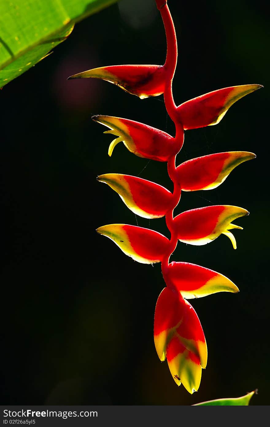 Back lit Heleconia hangs in a tropical splender.