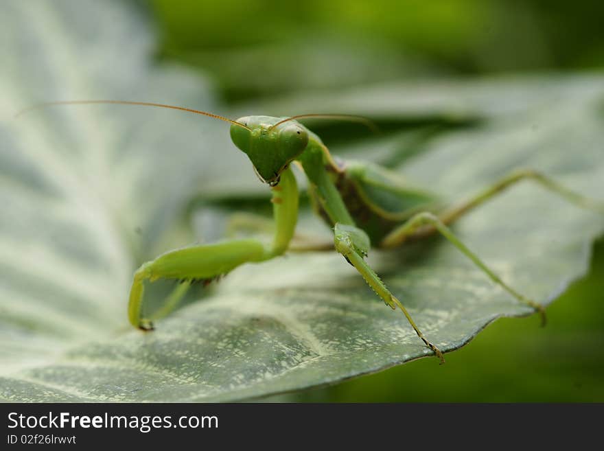 Green grasshopper on green leaf. Green grasshopper on green leaf