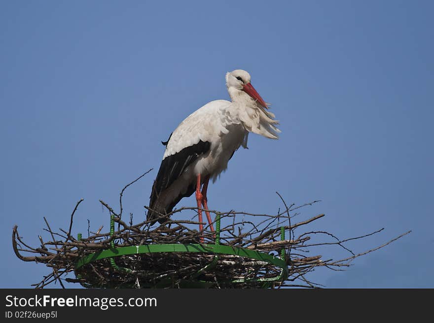 Young stork on his nestle. Young stork on his nestle