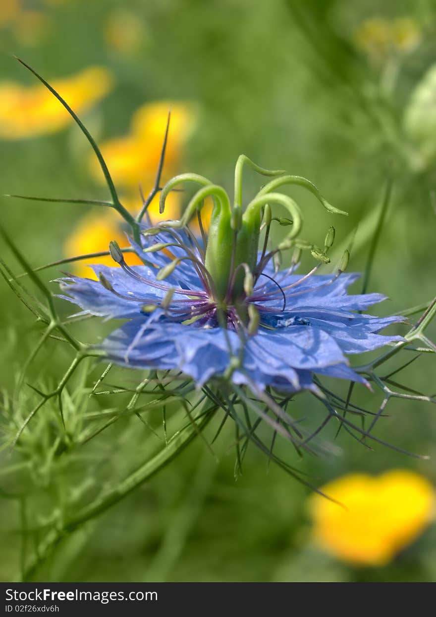 Blue flower over green and yellow. shallow dof