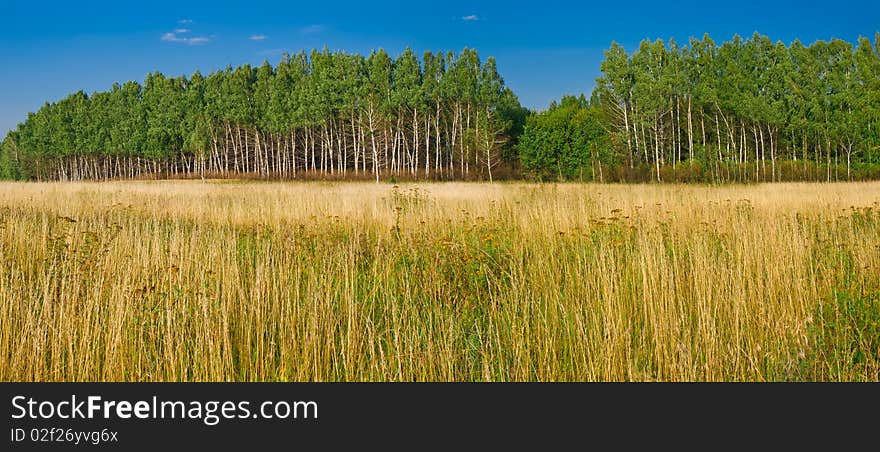 Yellow meadow and green forest landscape. panoramic. Yellow meadow and green forest landscape. panoramic